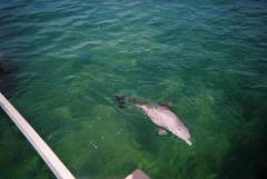 DolphinTrip-005.JPG