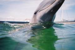 DolphinTrip-017.JPG