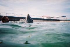 DolphinTrip-016.JPG