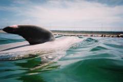 DolphinTrip-013.JPG
