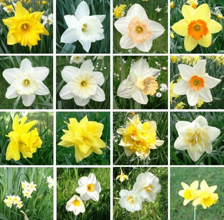 Narcissus_-_Cultivars.jpg
